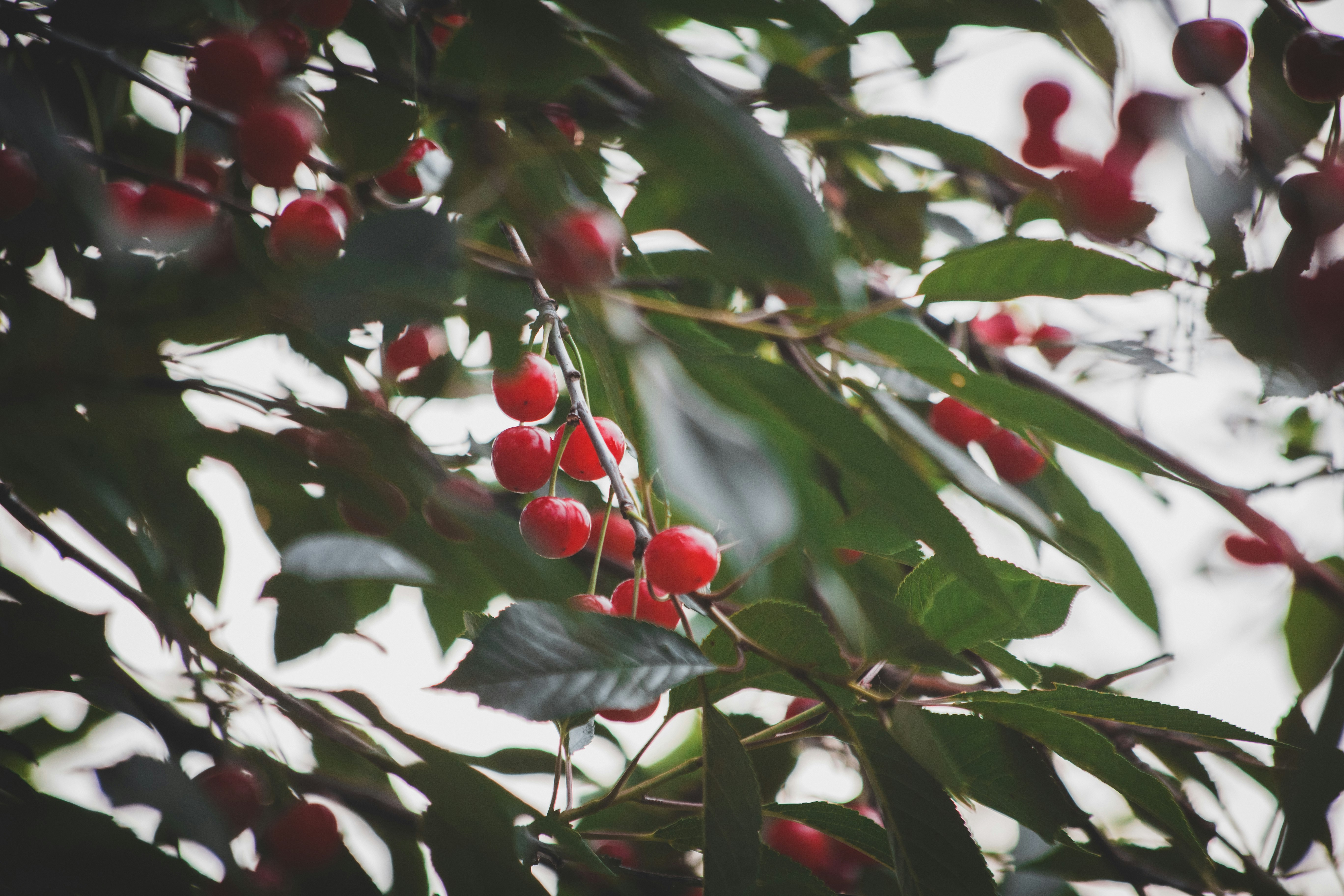 red round fruits on green leaves during daytime